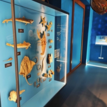 Wattenhuus Ausstellung neu 2_Emma Heyen_Copyright Wattenhuus Bensersiel Wattenhuus Ausstellung neu 2_Emma Heyen_Copyright Wattenhuus Bensersiel